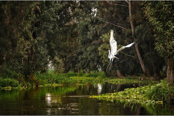 3 Hours of Kayaking at the Ancient Canals of Xochimilco - Why the Cuemanco Canals Matter (and Why You Start Early)