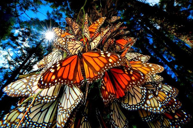 7 Day-Monarch Butterfly Ecofriendly Tour in Mexico - Key Points at a Glance