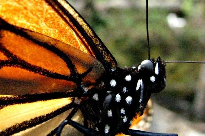 7 Day-Monarch Butterfly Ecofriendly Tour in Mexico - Mexico City Kickoff at the Airport and the Museum of Anthropology
