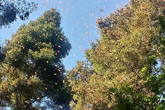 7 Day-Monarch Butterfly Ecofriendly Tour in Mexico - Valle de Bravo Free Day: Lake Time at Your Speed