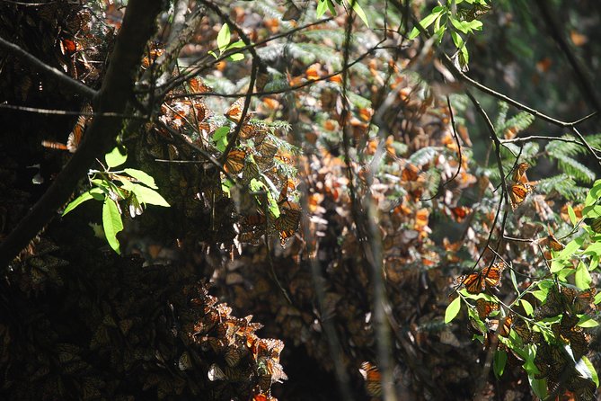 7 Day-Monarch Butterfly Ecofriendly Tour in Mexico - Mexico City Encore: Cathedral Time and a City-Sight Buffer