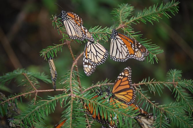 7 Day-Monarch Butterfly Ecofriendly Tour in Mexico - Price and Logistics: Is $2,695 Worth It?