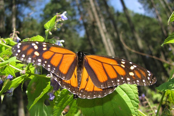7 Day-Monarch Butterfly Ecofriendly Tour in Mexico - Who Should Book This Monarch Butterfly Tour