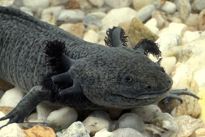 Axolotl Tour from CDMX - Key things to know before you go