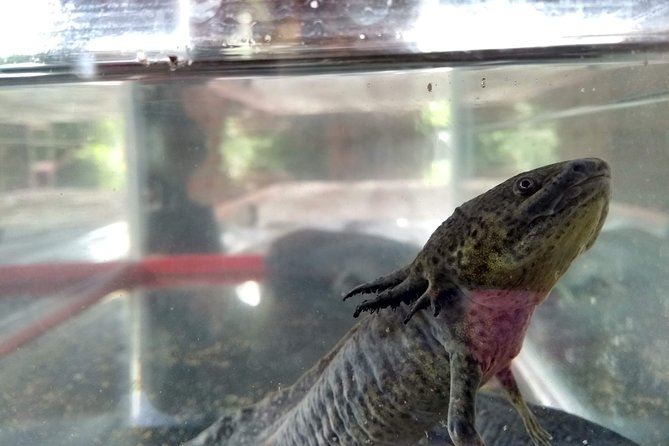 Axolotl Tour from CDMX - Axolotl conservation in Tepotzotlan: what you’re really paying for