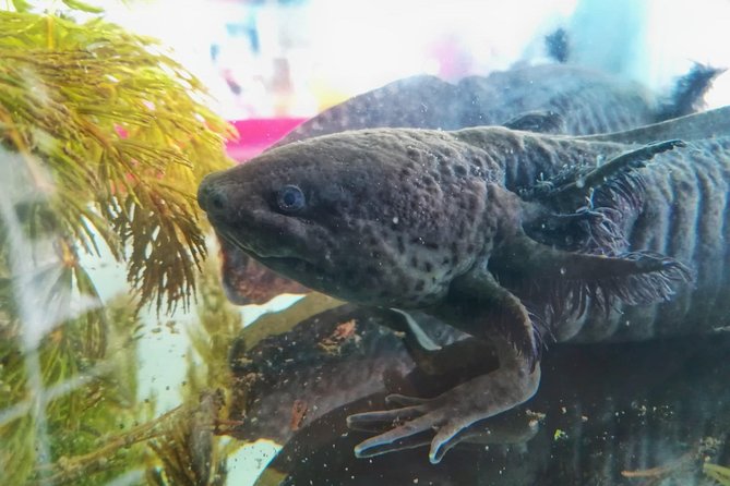 Axolotl Tour from CDMX - Stop 1 in Tepotzotlan: a conservation-focused axolotl center
