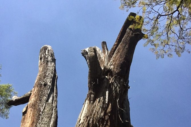 Bike Tour in Mexico City - Who this Chapultepec Forest bike tour fits best