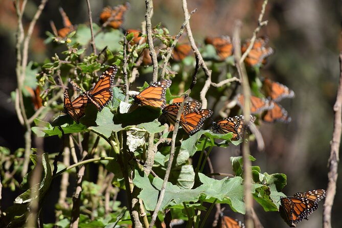 Butterfly Monarch Tour from Mexico City - Sierra Chincua Monarchs: Why This Day Trip Feels Special