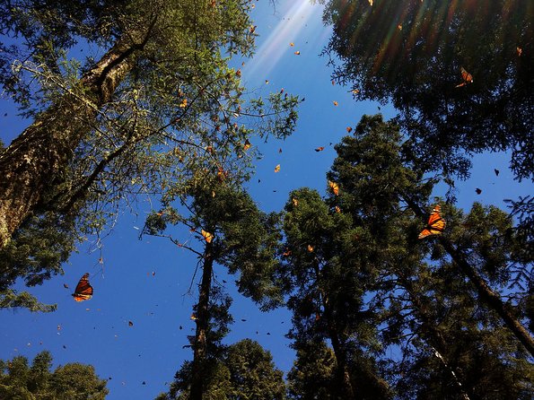 Butterfly Monarch Tour from Mexico City - Price and Value: Getting $250 Worth of Transport, Entry, and Lunch