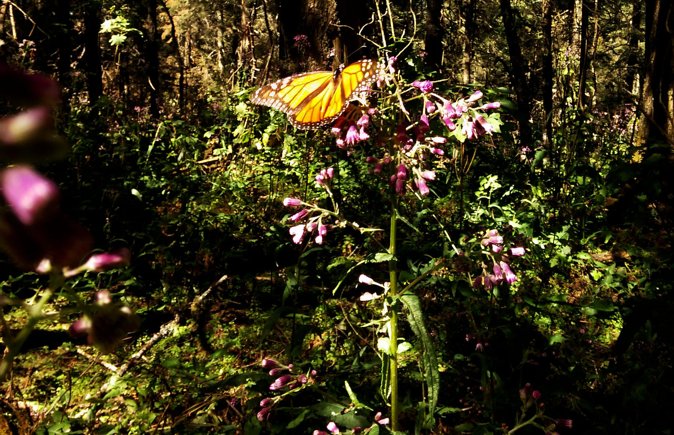 Butterfly Monarch Tour from Mexico City - Comfort and Logistics: What Can Make or Break Your Day