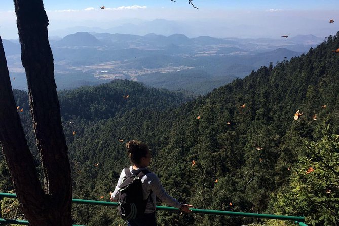 Butterfly Monarch Tour from Mexico City - Stop at Sierra Chincua: The Monarch Sanctuary Moment