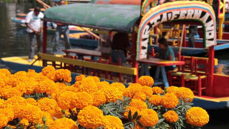 Discover Xochimilco and Coyoacán: Tradition, Music, Culture - Lunch in Coyoacán: included meal, separate decisions for drinks