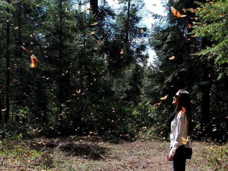 From Mexico City: 7-Day Monarch Butterfly Tour - Key highlights at a glance