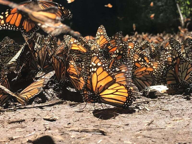 From Mexico City: 7-Day Monarch Butterfly Tour - Day 2: Anthropology Museum of Mexico and Valle de Bravo Setup