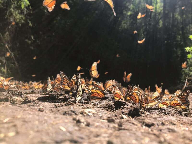 From Mexico City: 7-Day Monarch Butterfly Tour - Day 4 Capulin Sanctuary and Los Tres Gobernadores Viewing