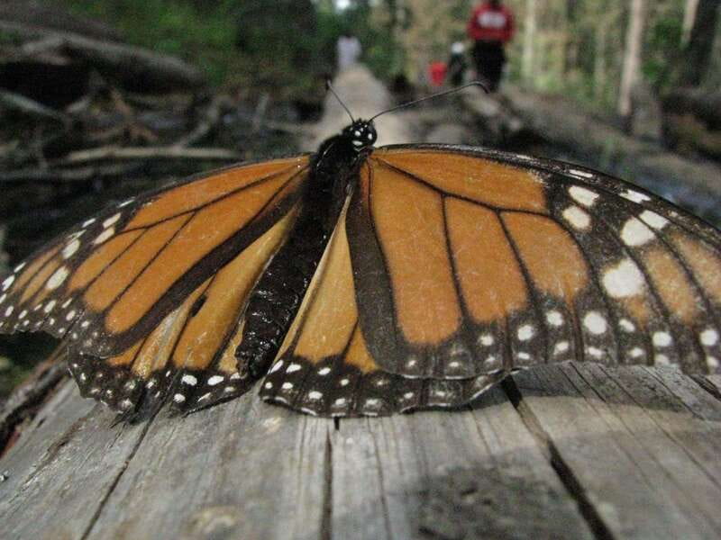 From Mexico City: 7-Day Monarch Butterfly Tour - Day 6 Back in Mexico City: A Gentler Day Before Departure