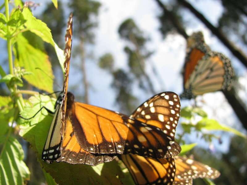 From Mexico City: 7-Day Monarch Butterfly Tour - Day 7: Airport Transfer for Your Flight Out