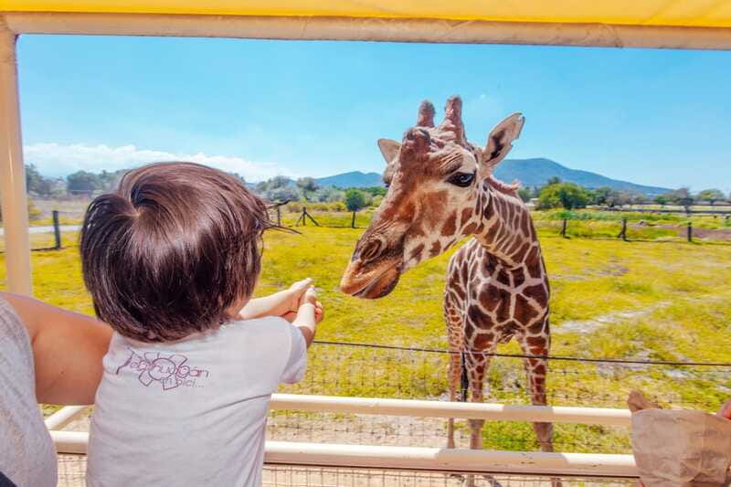 From Mexico City: Teotihuacan Tour & Reino Animal For Kids - Should you book this Teotihuacan + Reino Animal tour?