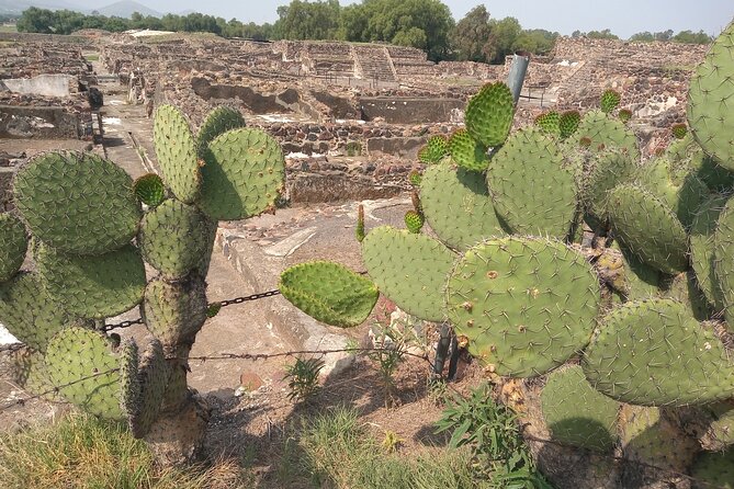 Guided Walking Tour to the Archaeological Zone of Teotihuacán - Price and value: is $73 a good deal for Teotihuacán?