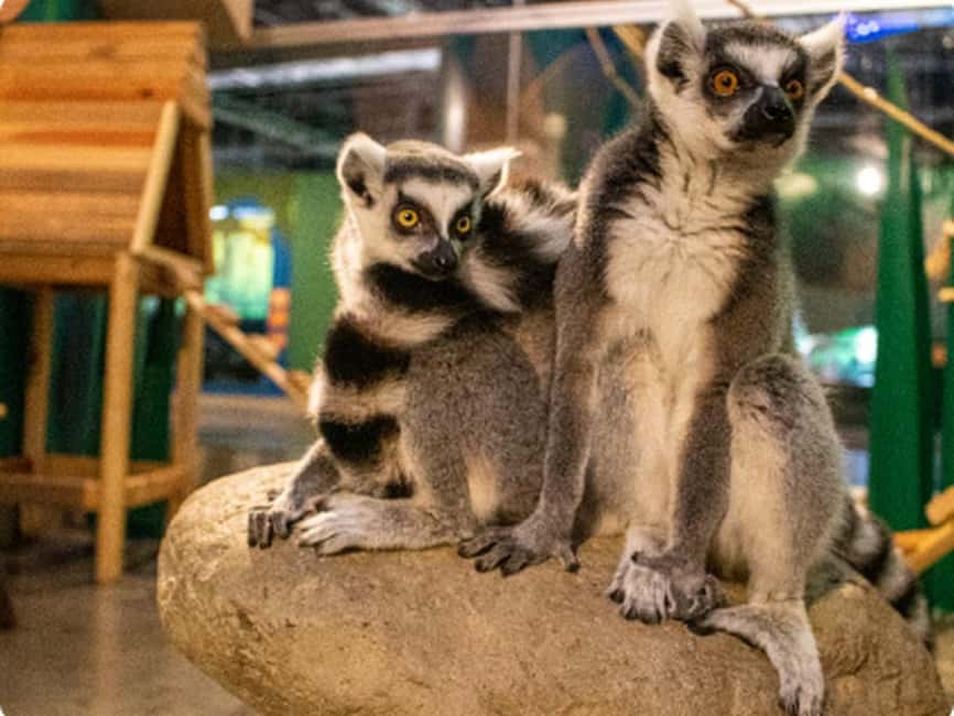 Mexico City: Entry Ticket to Acuario Michin - Key things to know before you go