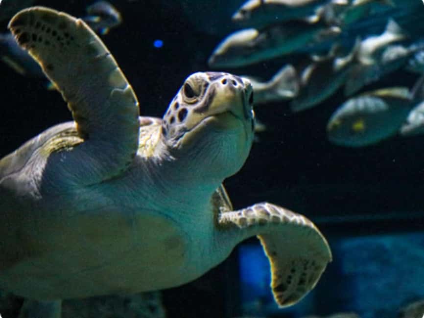 Mexico City: Entry Ticket to Acuario Michin - Indigenous-inspired conservation themes: why the message feels different