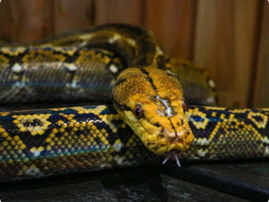 Mexico City: Entry Ticket to Acuario Michin - Cameras, tank etiquette, and the rules that keep things safe