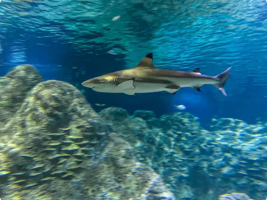 Mexico City: Entry Ticket to Acuario Michin - Price and value: is $22 per person a good deal?