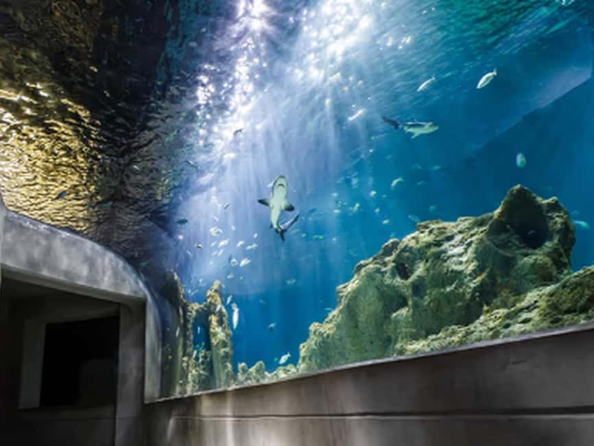 Mexico City: Entry Ticket to Acuario Michin - Exhibits built around Mexico’s marine and freshwater biodiversity