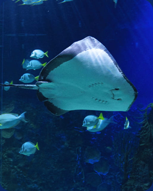 Mexico City: Fast Pass Ticket to Acuarium Inbursa - Key highlights you should know