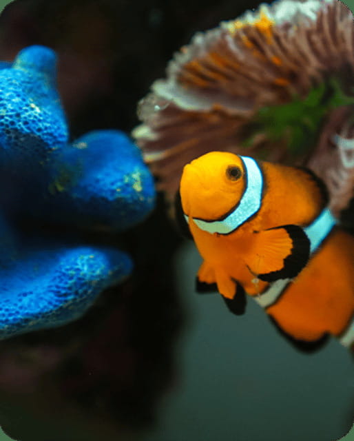 Mexico City: Fast Pass Ticket to Acuarium Inbursa - Fast Pass at Acuario Inbursa: what you really save