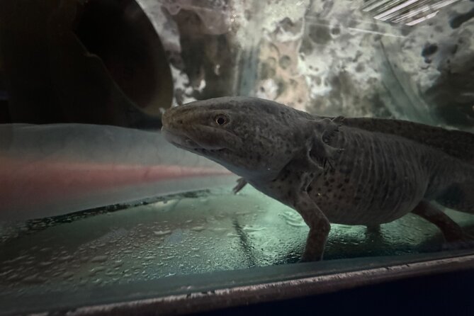 Mexico City Get to know Xochimilco and the axolotl sanctuary - Stop 2: Ajolotario El Carrizal and the axolotl story