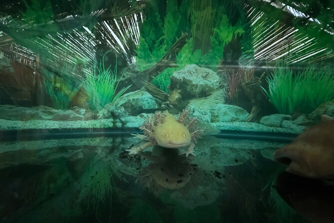 Mexico City Get to know Xochimilco and the axolotl sanctuary - Alan (and Captain Adrian): the guide factor that changes everything