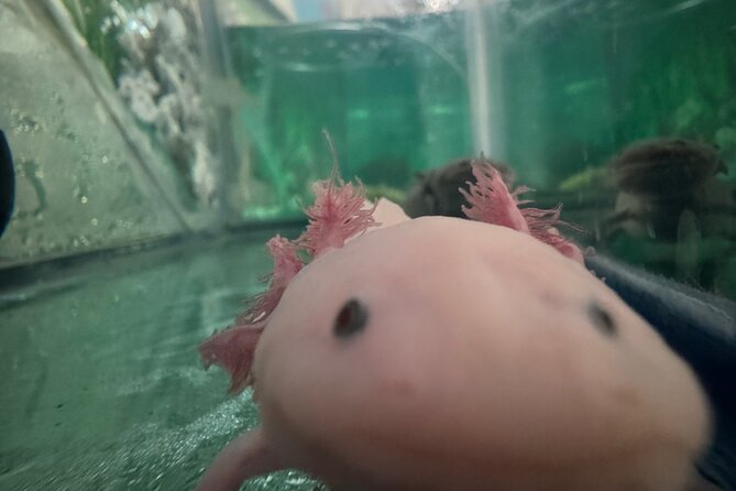Mexico City Get to know Xochimilco and the axolotl sanctuary - Price and value: is $110.45 a good deal?
