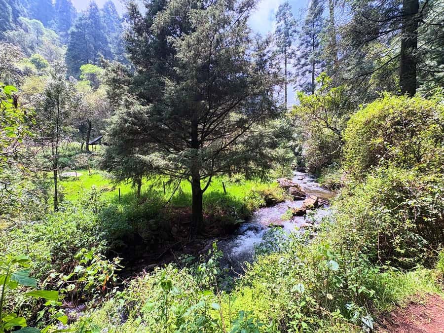 Mexico City: Guided Hike in the Dinamos Forest - Dinamos Forest: A 5-Hour Nature Walk With Real City History