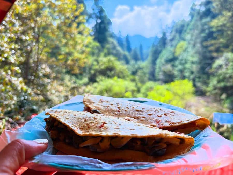 Mexico City: Guided Hike in the Dinamos Forest - Bonus Moment: Asking Questions Beyond the Trail