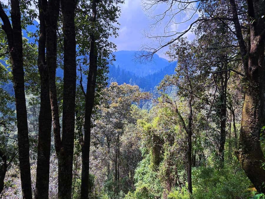Mexico City: Guided Hike in the Dinamos Forest - Oyamel Trees, Plant Color, and Why the Forest Feels Different