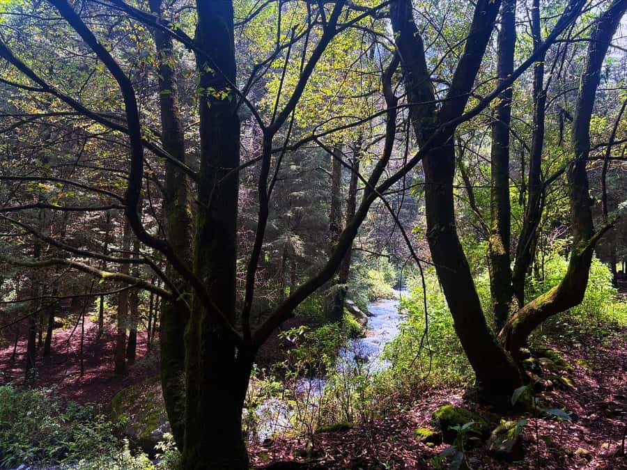 Mexico City: Guided Hike in the Dinamos Forest - Pace, Gear, and Trail Reality for Beginners