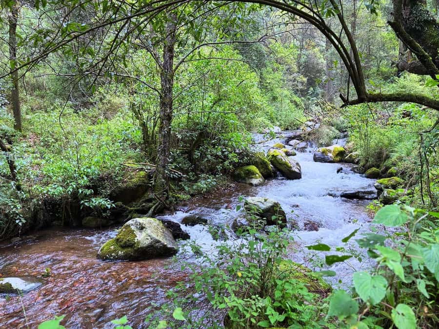 Mexico City: Guided Hike in the Dinamos Forest - Price and Value: Why $105 Can Make Sense Here