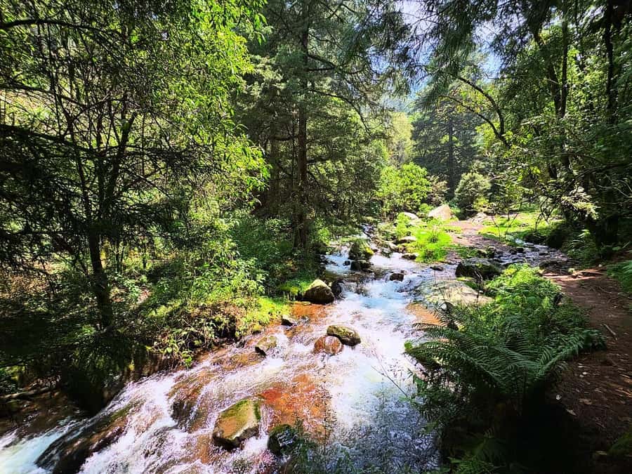Mexico City: Guided Hike in the Dinamos Forest - Who This Tour Suits Best (and Who Should Skip It)