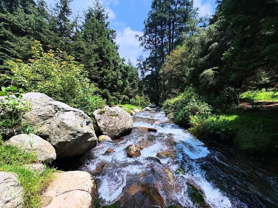 Mexico City: Guided Hike in the Dinamos Forest - Following the Last Living River in the Forest