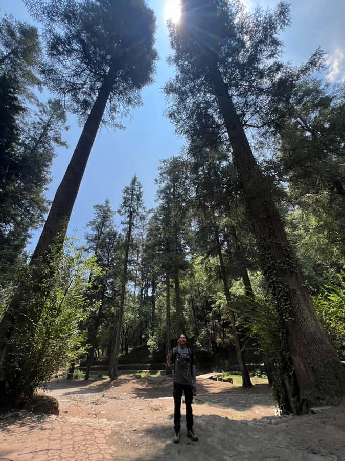 Mexico city: Hiking tour to Desierto de los leones - The hike rhythm: warm-up, two trail segments, and beginner-friendly reality
