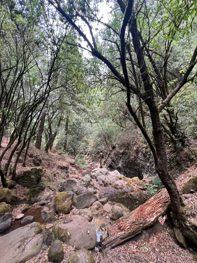 Mexico city: Hiking tour to Desierto de los leones - Stories on the trail: history, myths, and why the monastery matters