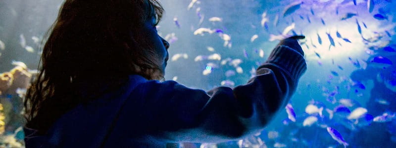Mexico City: Inbursa Aquarium optional Round trip transfer - Why Inbursa feels different from other aquariums