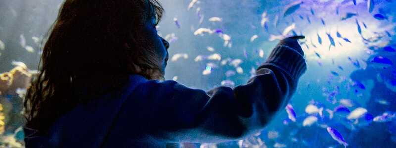 Mexico City: Inbursa Aquarium optional Round trip transfer - What to bring so you enjoy it more