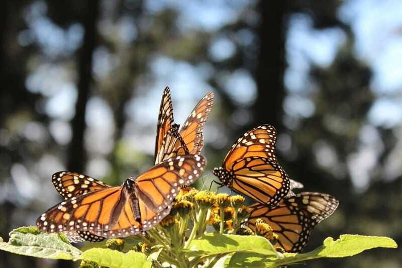 Mexico City: Monarch Butterflies, Sierra Chincua & Angangueo - Should you book this Monarch Butterflies, Sierra Chincua & Angangueo tour?