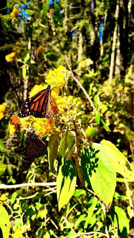 Mexico City: Monarch Butterfly Sanctuary Day Tour - Key points before you go