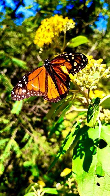 Mexico City: Monarch Butterfly Sanctuary Day Tour - Why Sierra Chincua and the monarch story matter