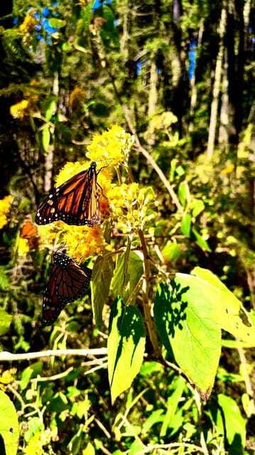 Mexico City: Monarch Butterfly Sanctuary Day Tour - Axolotls and the bonus detours your guide may add