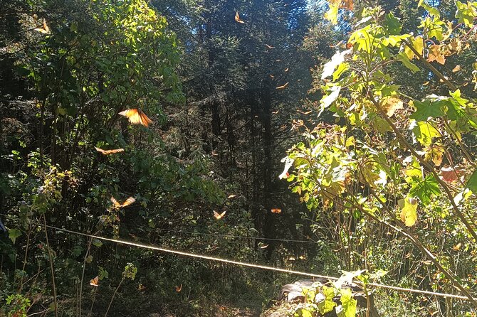 Monarch Butterflies El Rosario Preserve from Mexico City - What’s not included: meals and your day-planning gap