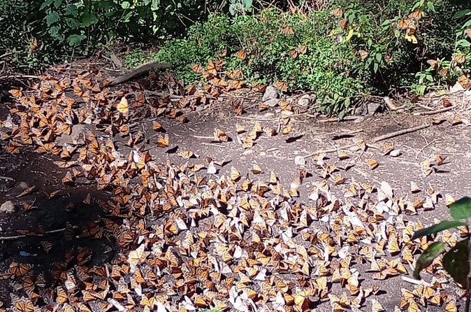 Monarch Butterflies El Rosario Preserve from Mexico City - Who this tour suits best